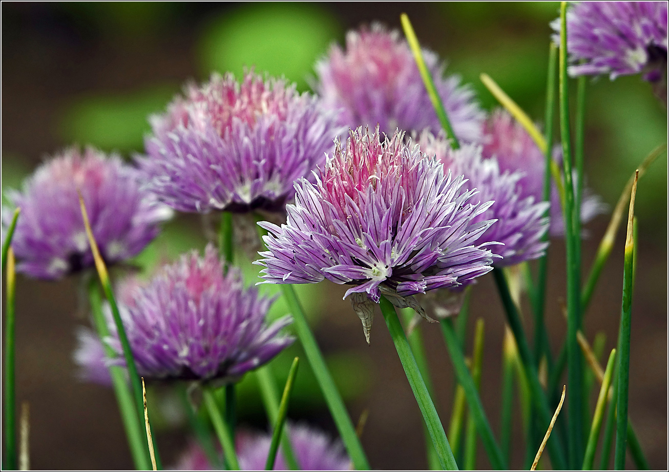 Изображение особи Allium schoenoprasum.