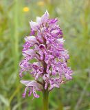 Orchis militaris. Соцветие. Ульяновская обл., Новомалыклинский р-н, окр. с. Стар. Бесовка, долина р. Б. Черемшан, местами заболоченный поросший ивняком луг. 20.05.2023.