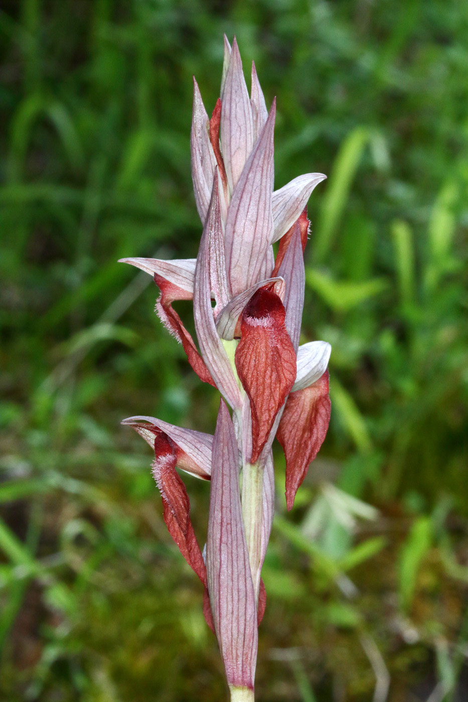 Изображение особи Serapias orientalis ssp. feldwegiana.