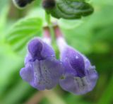 Scutellaria galericulata. Цветки. Ярославская обл., Угличский р-н, дер. Масальское, р. Корожечна, по урезу воды. 19.08.2009.