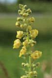 Verbascum nigrum