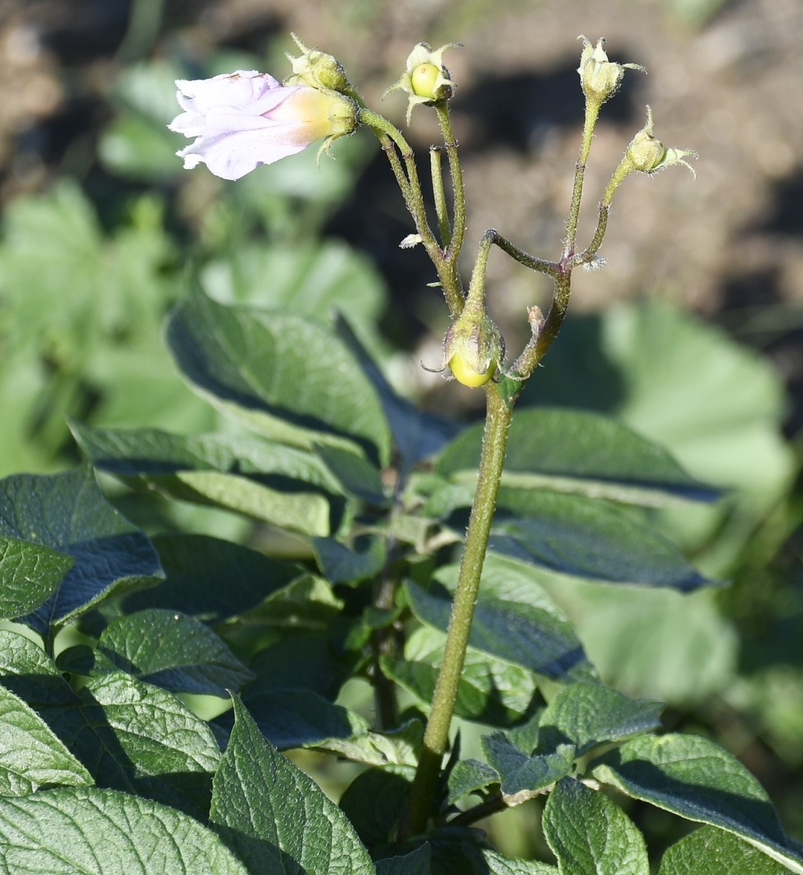 Изображение особи Solanum tuberosum.