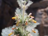 Paraeremostachys anisochila