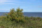 Sorbus aucuparia