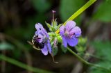 Geranium erianthum. Соцветие с цветками, бутонами, завязями и кормящейся пчелой. Сахалин, Корсаковский гор. округ, оз. Буссе, приморский луг. 26.08.2022.