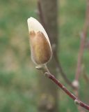 Magnolia denudata. Верхушка побега с бутоном и почками. Краснодар, парк \"Краснодар\", Японский сад, в культуре. 21.03.2024.