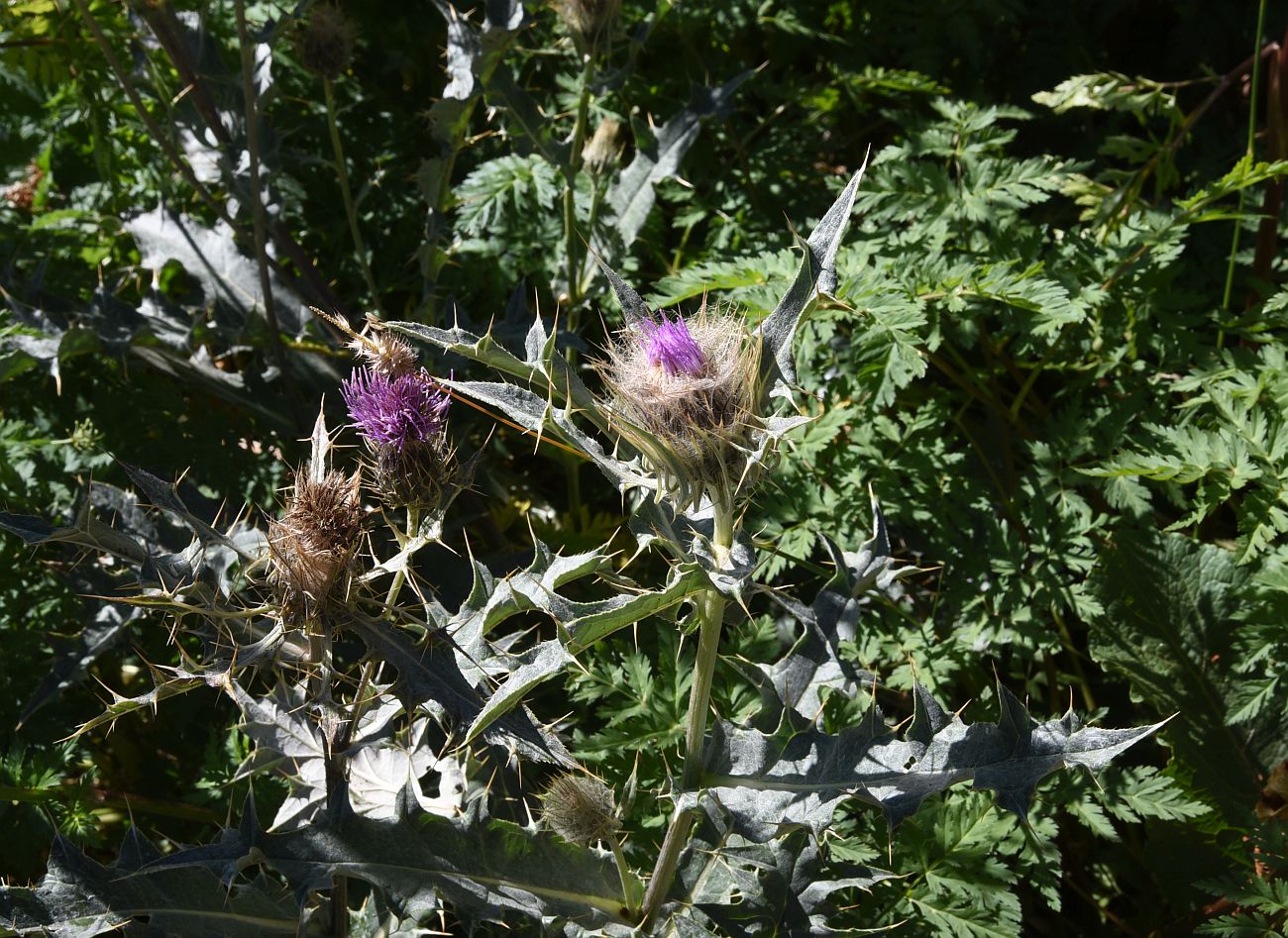 Изображение особи род Cirsium.