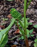 Arisaema komarovii