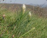 Asphodeline taurica. Расцветающее растение. Краснодарский край, м/о г. Новороссийск, вершина 429, остепнённый луг. 10.04.2024.