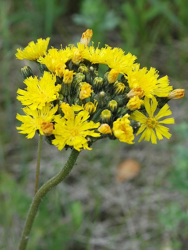 Изображение особи Pilosella &times; dubia.