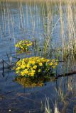 Caltha palustris. Цветущее растение. Псковская обл., Невельский р-н, окр. дер. Худоярово, берег оз. Езерище к сев. от городища, в воде на мелководье среди зарослей тростника (Phragmites australis). 02.05.2024.