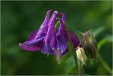 Aquilegia vulgaris