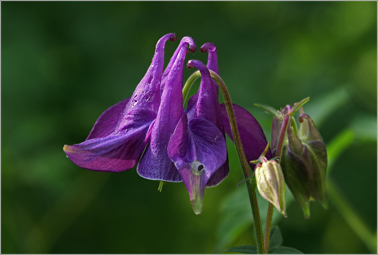 Изображение особи Aquilegia vulgaris.