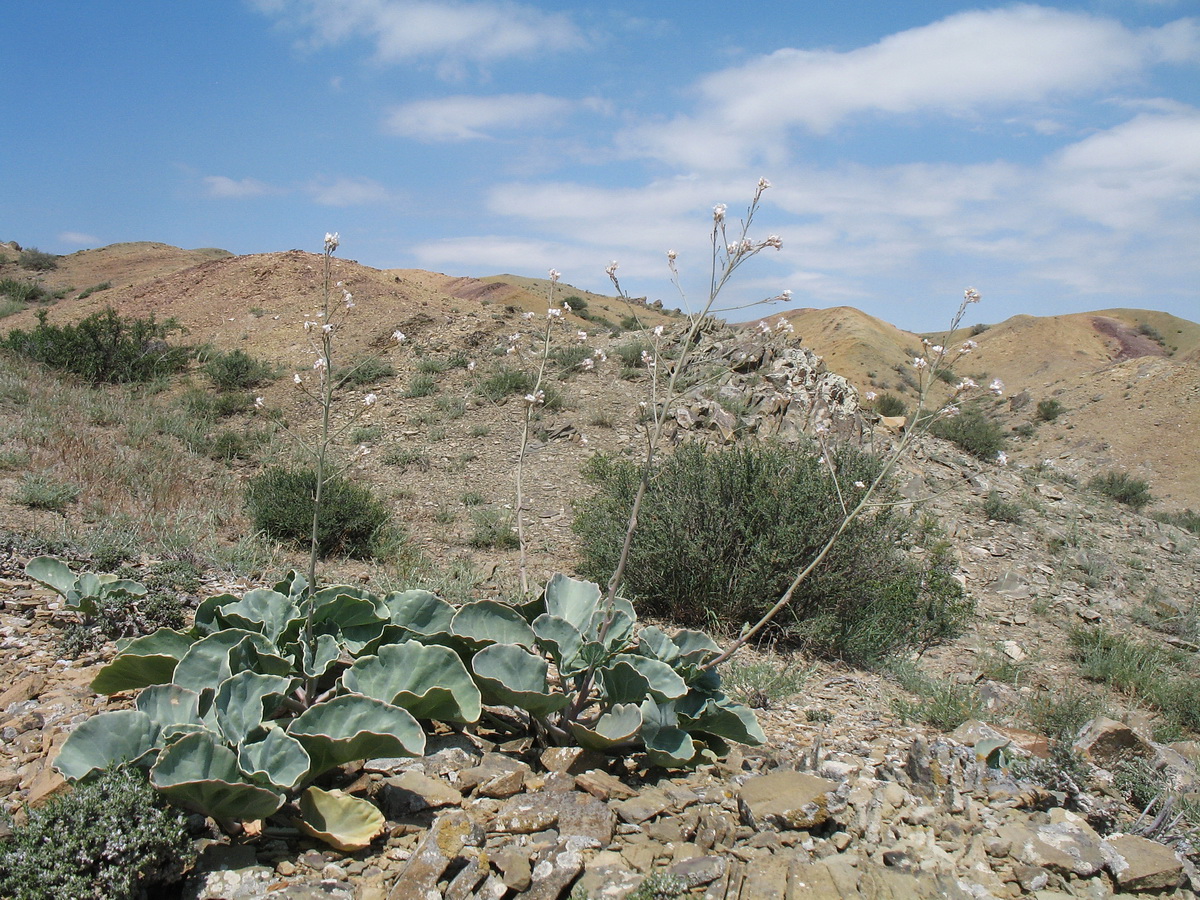 Image of Crambe edentula specimen.