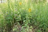 Lysimachia vulgaris