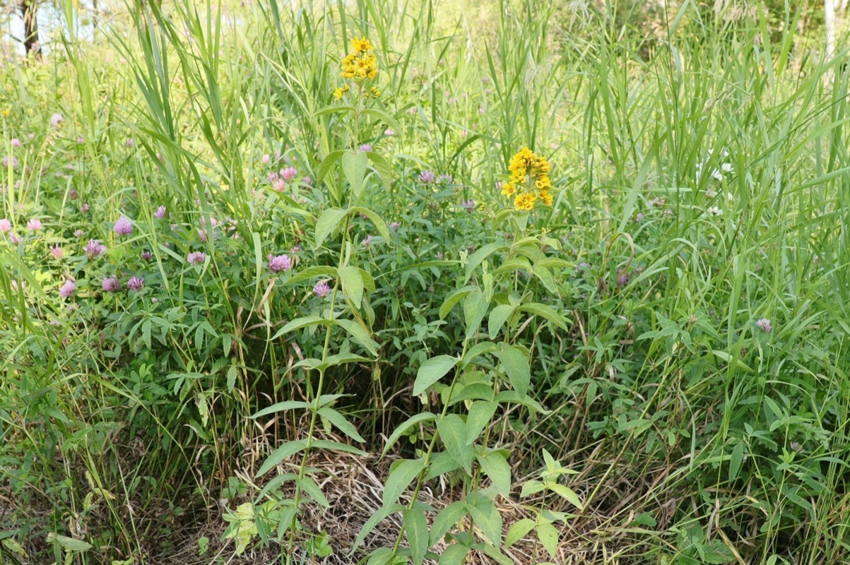 Изображение особи Lysimachia vulgaris.