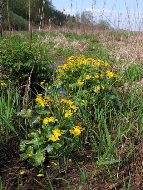 Image of Caltha palustris specimen.