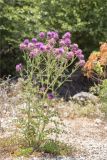 Onopordum boissierianum