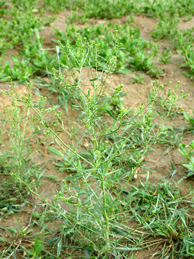 Image of Lepidium ruderale specimen.