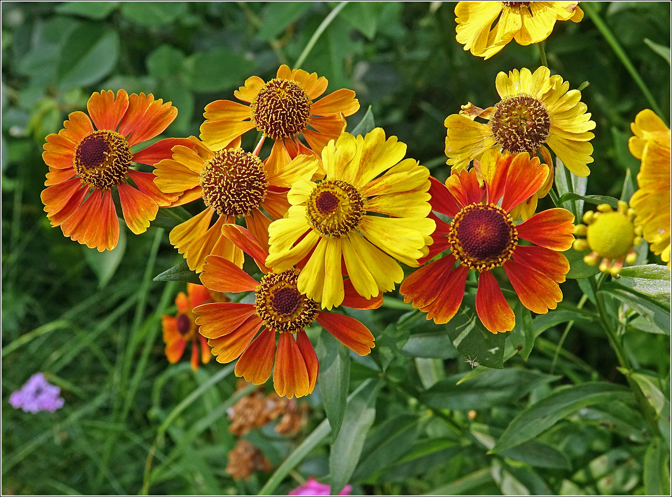 Изображение особи Helenium autumnale.