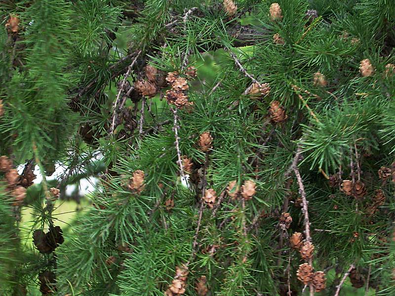 Image of Larix gmelinii specimen.