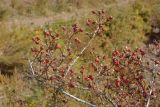 Rosa platyacantha