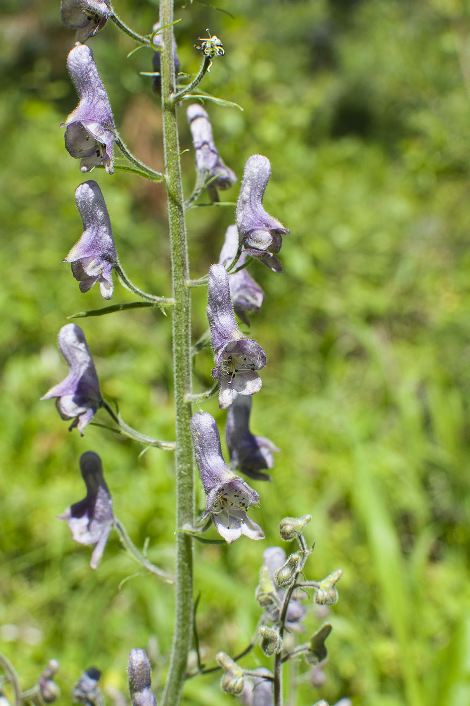 Изображение особи Aconitum septentrionale.