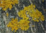 Xanthoria parietina