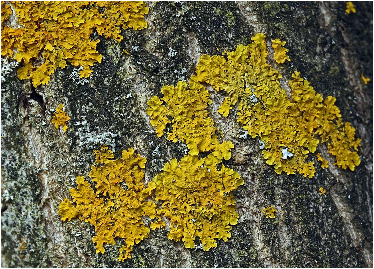 Image of Xanthoria parietina specimen.