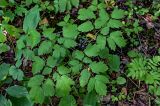 Actaea spicata