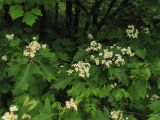 Sorbus torminalis. Ветвь с соцветиями. Украина, Закарпатская обл., Виноградов, Чёрная гора, на опушке дубово-грабового леса. 5 мая 2008 г.