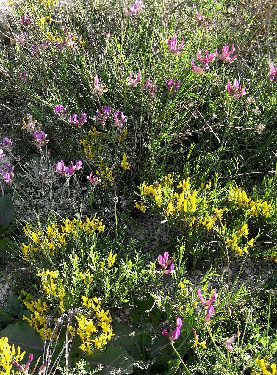 Изображение особи Genista tetragona.