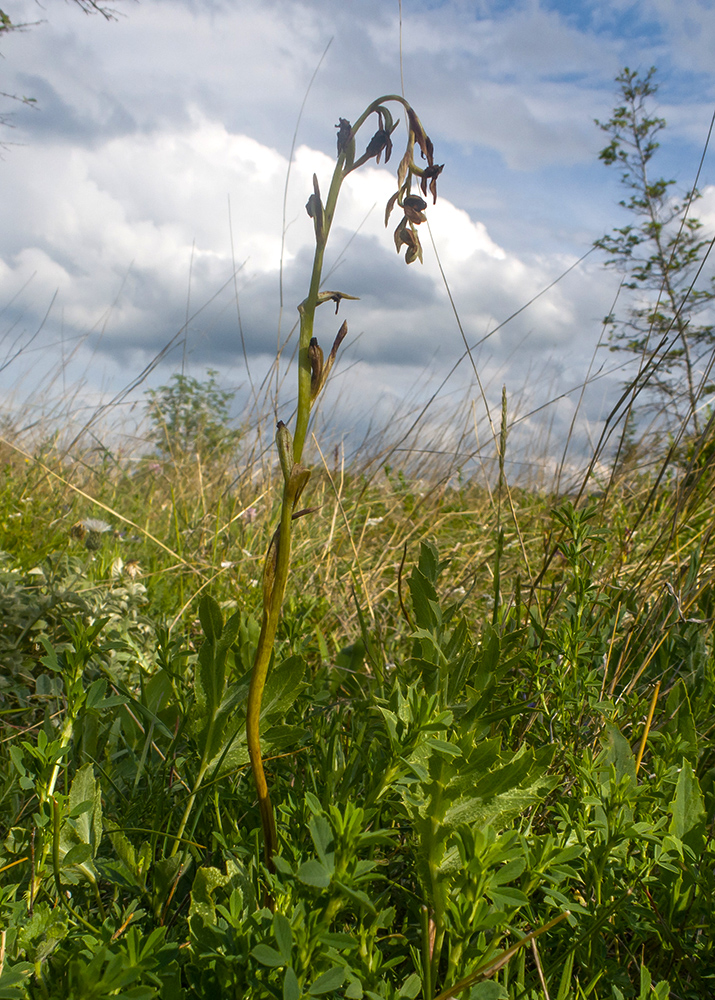 Image of Ophrys mammosa ssp. caucasica specimen.