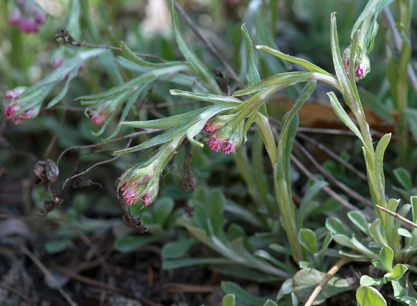 Image of Antennaria dioica specimen.