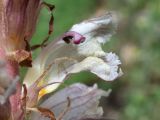 Orobanche callieri. Цветок в разрезе. Крым, Севастополь, Байдарская дол., опушка лиственного леса. 29 мая 2025 г.