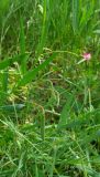 Lathyrus nissolia