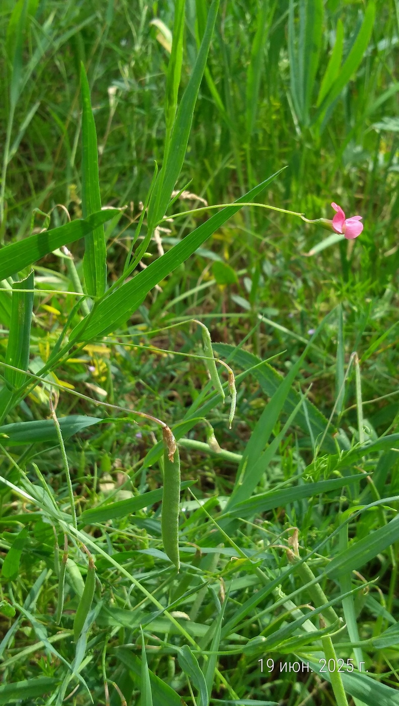 Image of Lathyrus nissolia specimen.