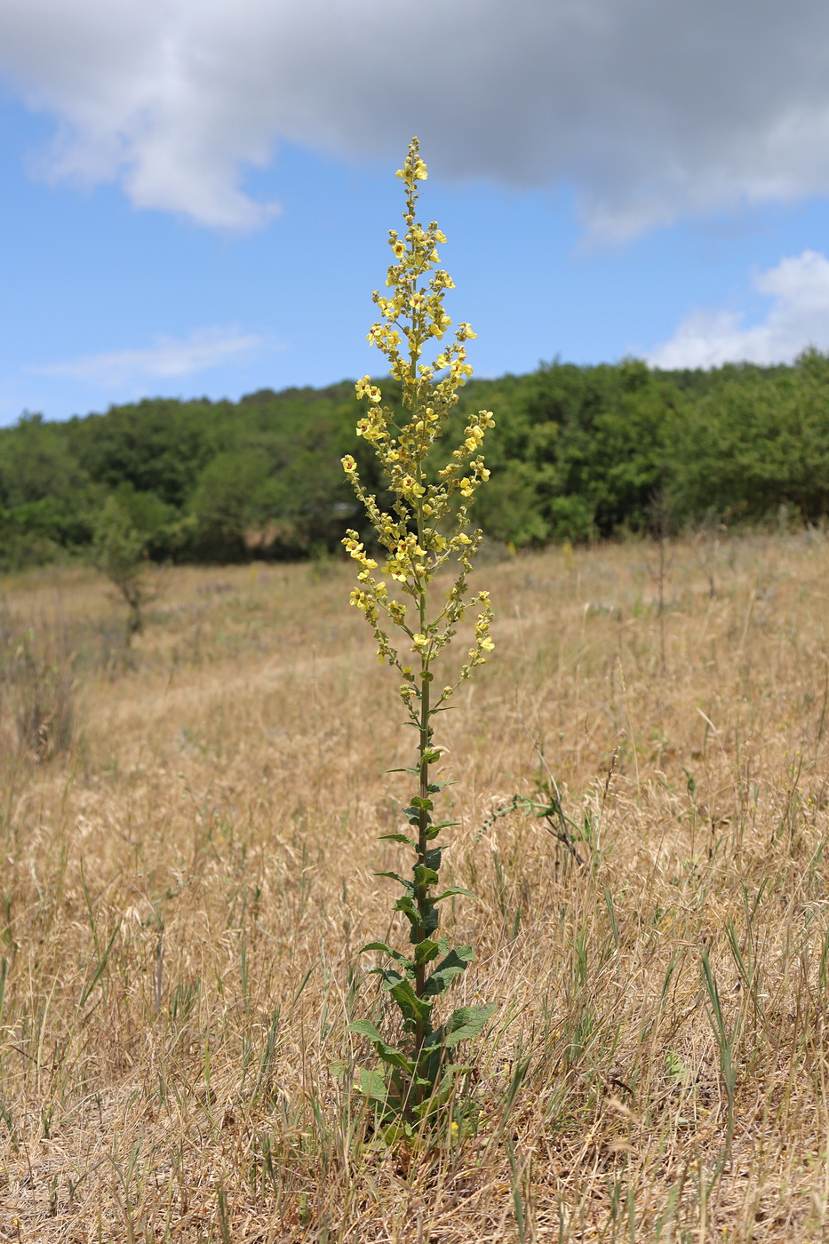 Image of Verbascum pyramidatum specimen.