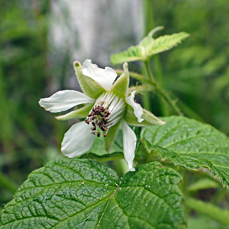 Изображение особи Rubus matsumuranus.