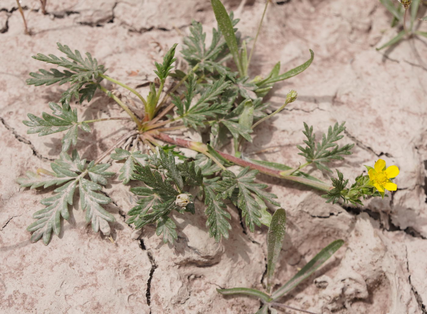 Изображение особи род Potentilla.