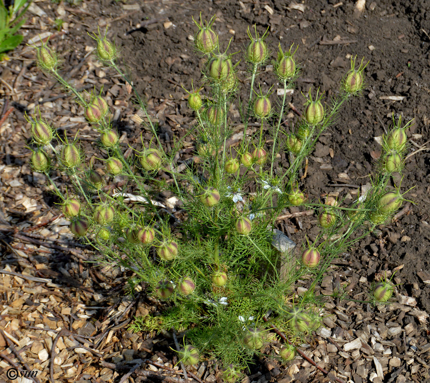 Изображение особи Nigella damascena.
