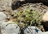 Cyperus michelianus. Цветущее и плодоносящее растение. Приморский край, Октябрьский р-н, окр. с. Чернятино, дол. р. Раздольная на левом берегу, пойма, на галечниково-илистой отмели. 08.09.2025.