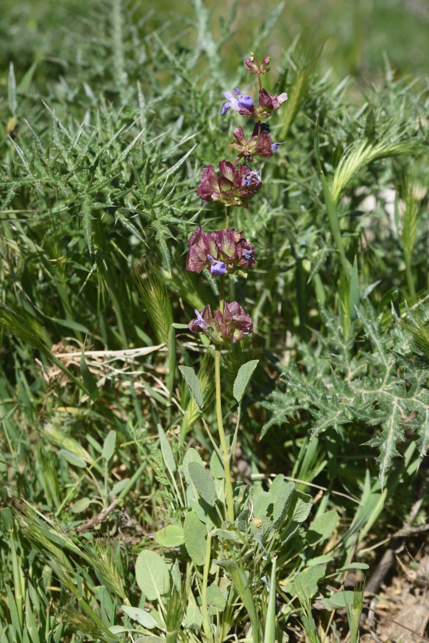 Изображение особи род Salvia.