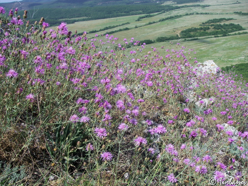 Image of Centaurea &times; comperiana specimen.