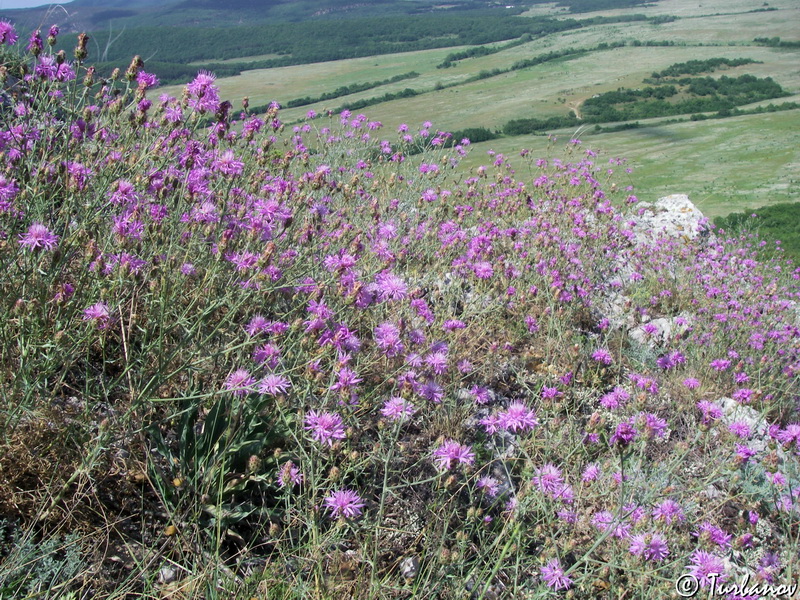 Image of Centaurea &times; comperiana specimen.