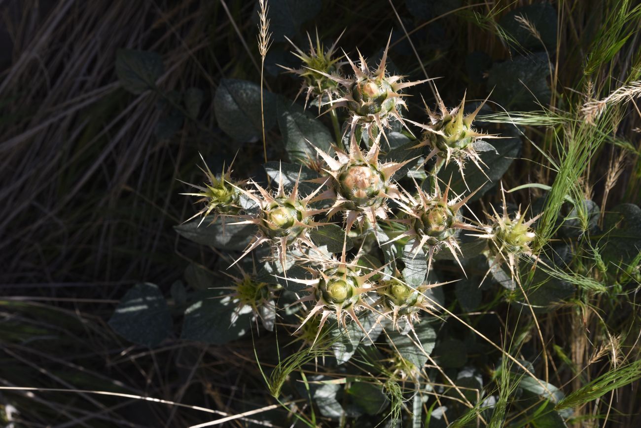 Image of familia Asteraceae specimen.