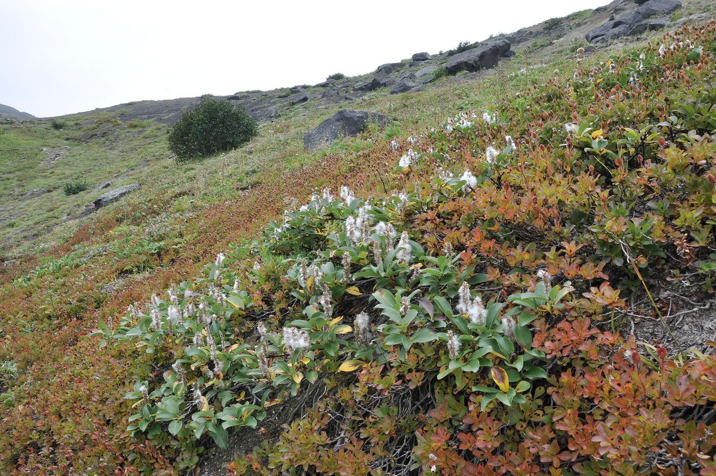 Image of Salix arctica specimen.