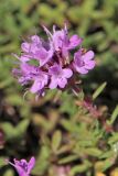 Thymus calcareus
