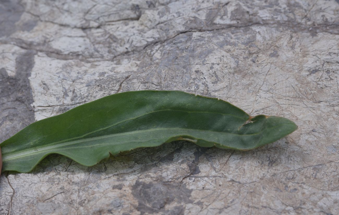 Изображение особи Solenanthus stamineus.