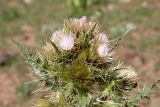 Cirsium polyacanthum
